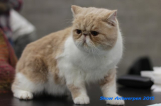 antw 2015 090