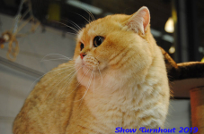 turnhout 2019-0243