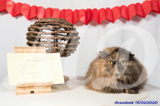 Katttenshow Arendonk 2020 1027