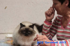 turnhout 2013 img 9954