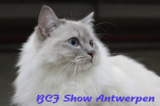 antwerpen 2012 208