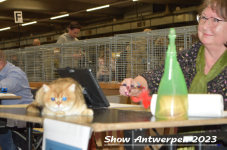 Schow Antwerpen 2023 253