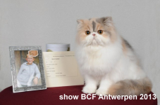 showantwerpen 1112