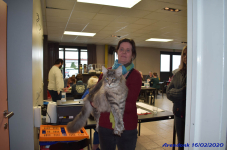 Katttenshow Arendonk 2020 DSC 0235