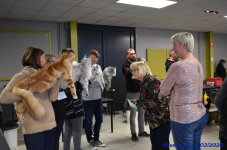 Katttenshow Arendonk 2020 DSC 0525