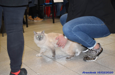 Katttenshow Arendonk 2020 DSC 0211