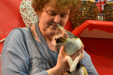 Katttenshow Arendonk 2020 DSC 0638