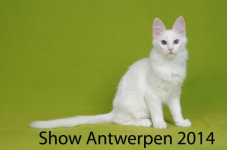 bcfantwerpen 2014 0033