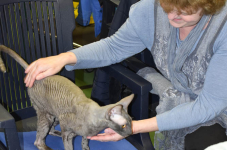 Katttenshow Arendonk 2020 DSC 0226