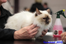 turnhout20150223