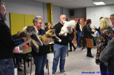 Katttenshow Arendonk 2020 DSC 0521