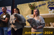 Antwerpen 262
