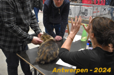 Antwerpen 170