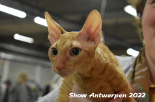 Antwerp 2022400