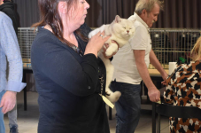 Katttenshow Arendonk 2020 DSC 0172