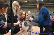 Antwerpen 2019DSC 0161