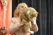 Katttenshow Arendonk 2020 DSC 0597