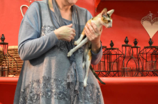Katttenshow Arendonk 2020 DSC 0605