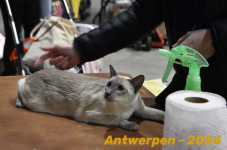 Antwerpen 115
