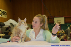 Katttenshow Arendonk 2020 DSC 0201