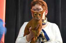 Katttenshow Arendonk 2020 DSC 0622