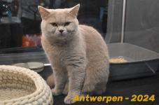 Antwerpen 165