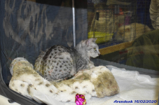 Katttenshow Arendonk 2020 DSC 0089
