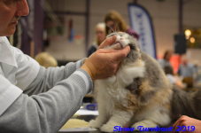 turnhout 2019-0266