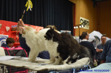 Katttenshow Arendonk 2020 DSC 0320