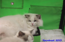 turnhout20150299