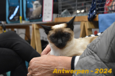 Antwerpen 239