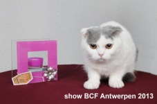 showantwerpen 1115