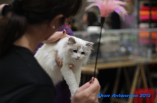 antw 2015 245