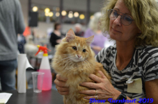 turnhout 2019-0438