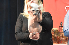 Katttenshow Arendonk 2020 DSC 0610