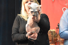 Katttenshow Arendonk 2020 DSC 0608