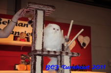 bcf antw 2010 285