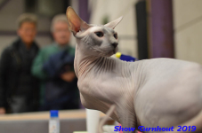 turnhout 2019-0409