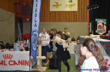 Katttenshow Arendonk 2020 DSC 0162