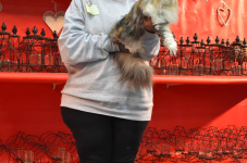 Katttenshow Arendonk 2020 DSC 0391