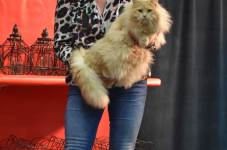 Katttenshow Arendonk 2020 DSC 0432