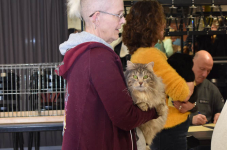 Katttenshow Arendonk 2020 DSC 0152