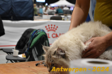 Antwerpen 124