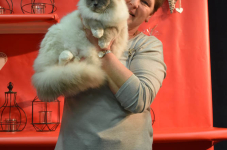 Katttenshow Arendonk 2020 DSC 0718