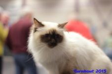 turnhout20150231