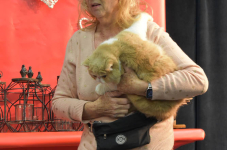 Katttenshow Arendonk 2020 DSC 0603