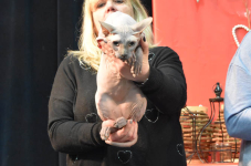 Katttenshow Arendonk 2020 DSC 0609