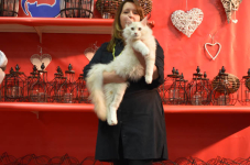 Katttenshow Arendonk 2020 DSC 0406