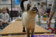 turnhout 2019-0361