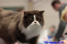 turnhout20150117